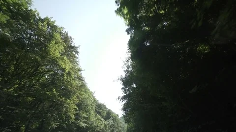 Driving through a forest by car with gimbal looking up to the trees Stock Footage 71313878