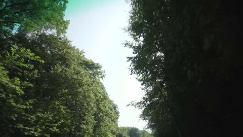 Driving through a forest by car with gimbal looking up to the trees Vídeos de archivo 71314146