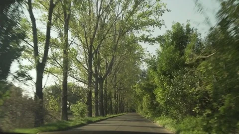 Driving through a forest by car with gimbal looking up to the trees Stock Footage 71324942