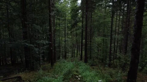  driving through the forest on a cloudy day Stock Footage 294343618