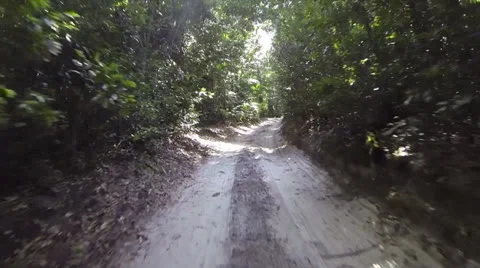 Driving through a forest Stock Footage 24791530