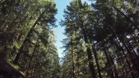 Driving Through A Forest Видео 96476178