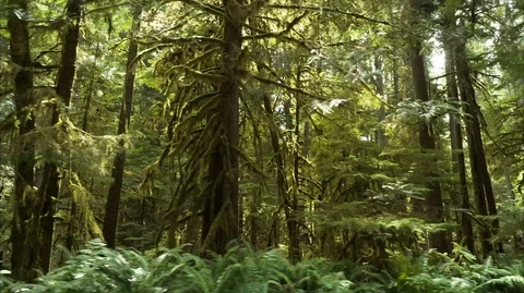 Driving through the forest Stock Footage 123392275