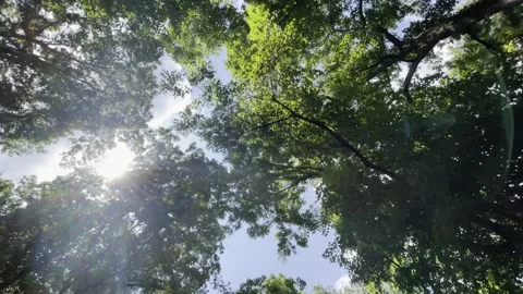 Driving through forest Stock Footage 165693617