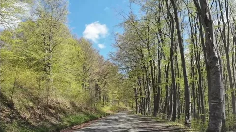 Driving through the Forest Stock Footage 319344214