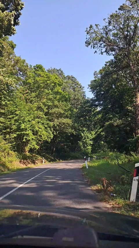 Driving Through The Forest Footage Video stock 248351801