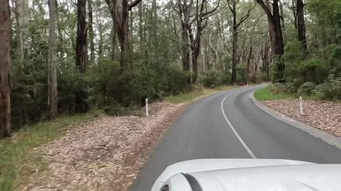 Driving Through Forest on Great Ocean Road Stock Footage 338172283