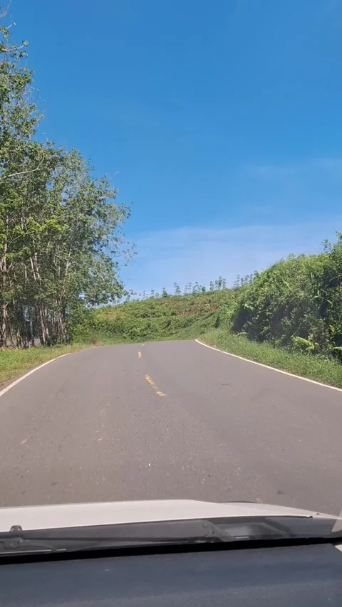 Driving through forest or plantation Stock Footage 277936353