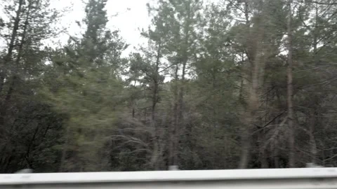 Driving through a  forest with pine trees on a cloudy day Stock Footage 301595210