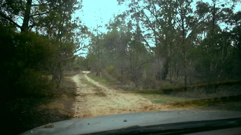 Driving through forest point of view Stock Footage 196535216