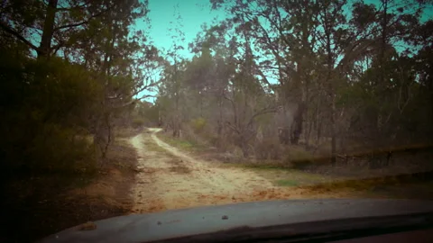 Driving through forest point of view, car hood slightly in shot. Stock Footage 196536990