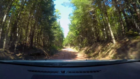 Driving through the forest PoV Dashcam Footage Stock Footage 127608536