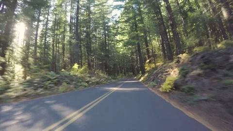 Driving Through A Forest Road Level Video stock 96477858