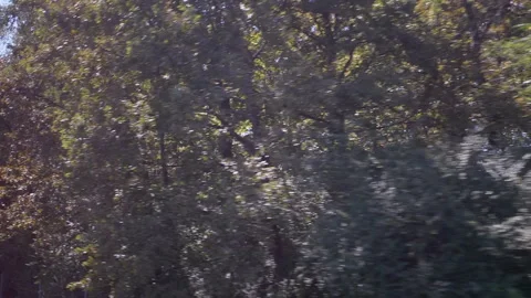 Driving Through Forest, Summer Road Trip Stock Footage 293182451
