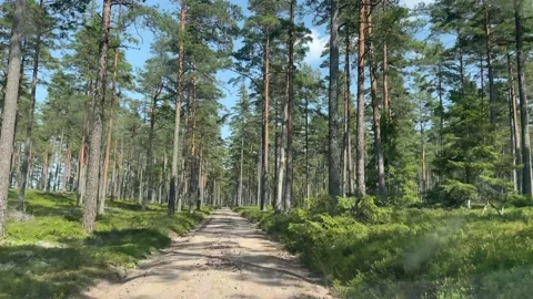 Driving through a forest in sweden Stock Footage 158147567