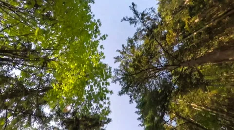 Driving through a forest of tall trees, looking upward Video stock 67092903