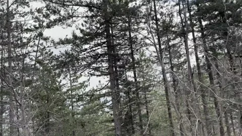  Driving Through Forest Trees View from Car Window, Upward Nature Landscape POV. Stock Footage 332402999