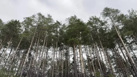  Driving Through Forest Trees View from Car Window, Upward Nature Landscape POV. Stock Footage 332403049