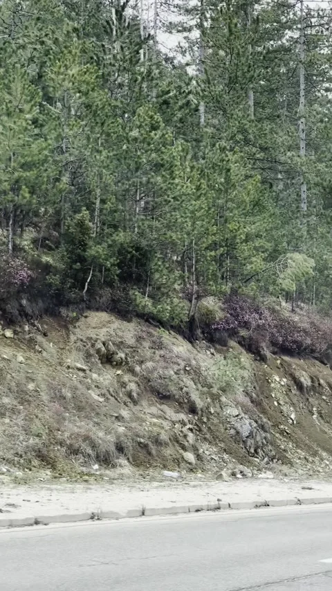  Driving Through Forest Trees View from Car Window, Upward Nature Landscape POV. Stock Footage 332403093