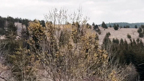 Driving Through Forest Trees View from Car Window, Upward Nature Landscape POV. Video stock 332404350