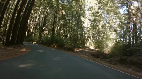 Driving Through The Forrest Stock Footage 44793216