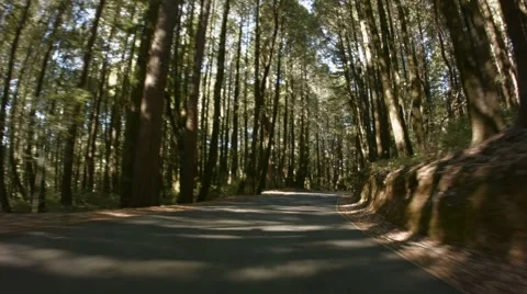 Driving Through The Forrest Vídeo Stock 44793288