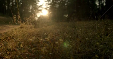 Driving through grasses in the back light, sunset, tracking shot Stock Footage 115625251