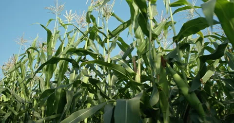 Driving through a green cornfield against a blue sky, corn field on a Sunny day. Stock Footage 140671900