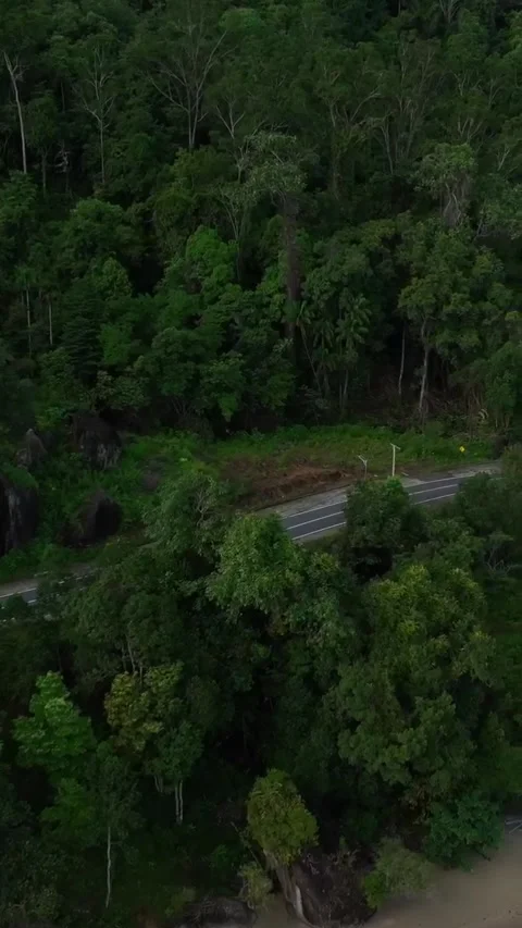 Driving Through a Green Paradise Video stock 295569045