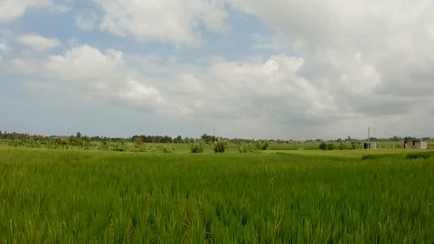 Driving through the green rice fields Stock-Footage 120734454