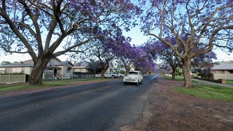 Driving through jacaranda Video stock 221411376