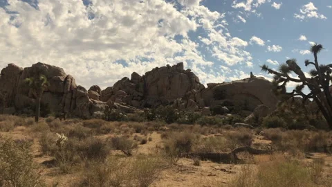 Driving Through Joshua Tree National Park (POV) 動画素材 196133997