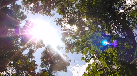 Driving through the jungle 스톡 동영상 44300672