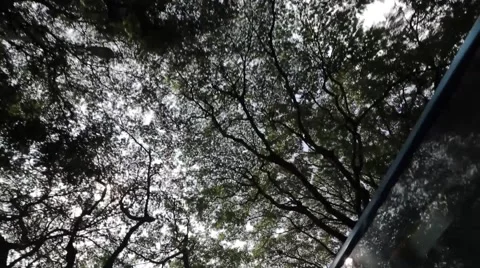 Driving through the Jungles Vídeo Stock 55439587