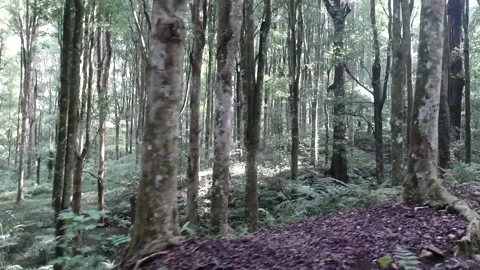 Driving through lowland tropical forest in 4x4 Stock Footage 220114258