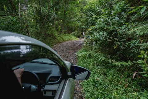 Driving through a lush forest path Stock Photos