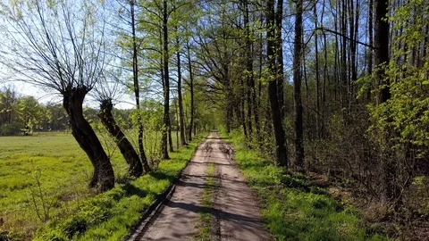 Driving through a lush, green forest. 스톡 동영상 88932219