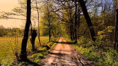 Driving through a lush, green forest. Stock-Footage 88932241