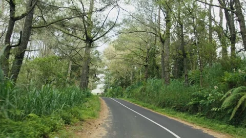 Driving through lush green forest on winding road Stock Footage 303357907