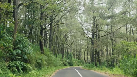 Driving through lush green forest on winding road Stock Footage 303358626