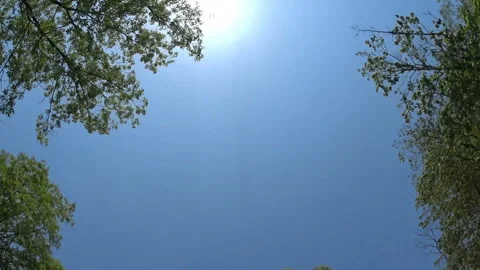 Driving Through the Lush Green Forest: A Mobile Filming Experience Stock Footage 327491777