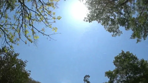 Driving Through the Lush Green Forest: A Mobile Filming Experience Stock Footage 327491985