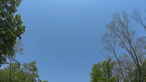 Driving Through the Lush Green Forest: A Mobile Filming Experience 스톡 동영상 327492007