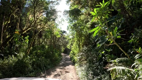 Driving through lush green tropical rainforest on dirt road with sun flare Stock Footage 345014658