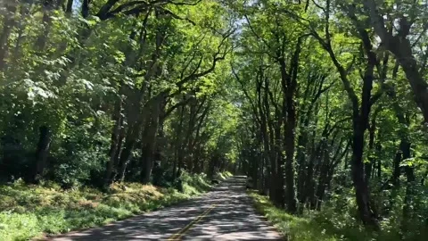 Driving through the lush trees around Mount Hood Stock Footage 318268361
