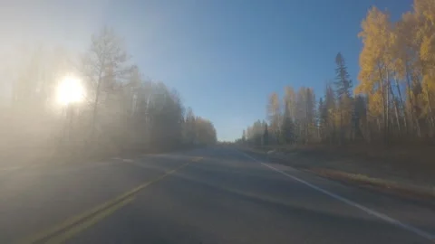 Driving through mist on a paved road with sun flickering between the trees Stock Footage 287857496