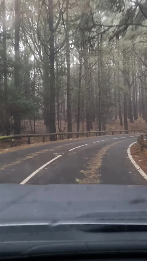 Driving through the misty Aloha Forest in Tenerife, Canary Islands Video stock 307635757