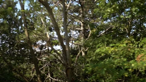 Driving Through Montenegro Forest Stock Footage 293248734