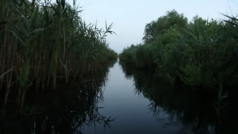 Driving Through Narrow Canal Surrounded By Lush Foliage 스톡 동영상 125170329