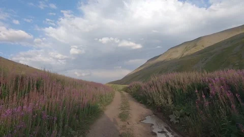 Driving through nature 51 Stock Footage 316770969
